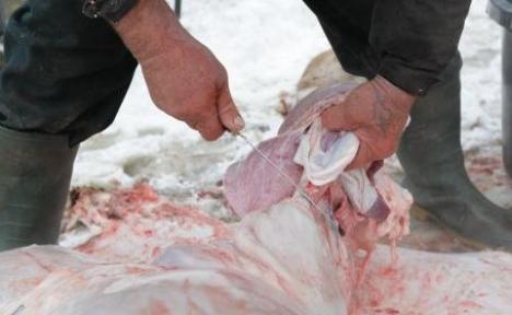 Focar de trichineloză în Cheţ: 49 de bihoreni internaţi, după ce au mâncat carne de porc 